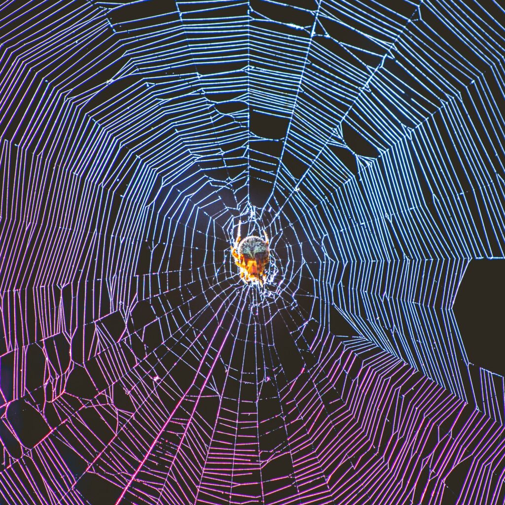 Spider web